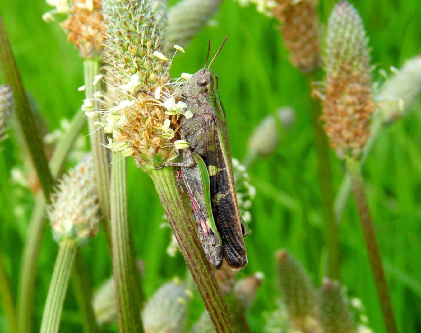 Cavalletta verde: Aiolopus strepens